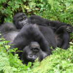 Luxury Gorilla Trekking
