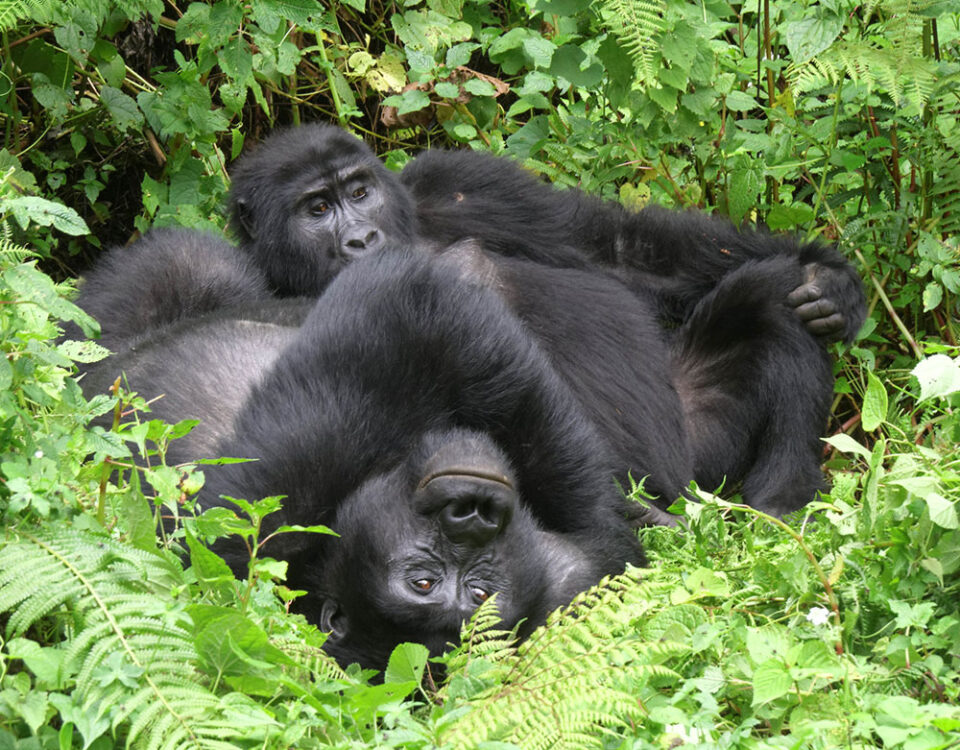 Luxury Gorilla Trekking