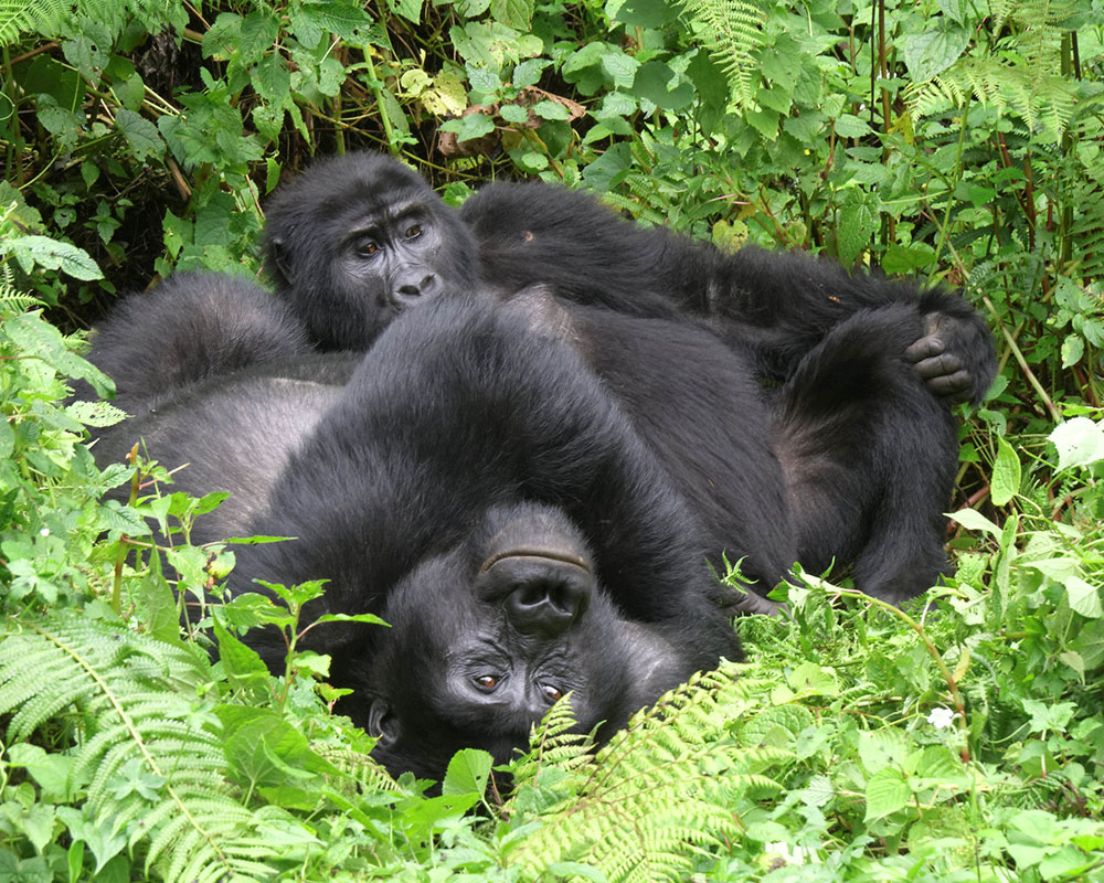 13 Days Ultimate Wildlife & Gorilla Tracking Adventure