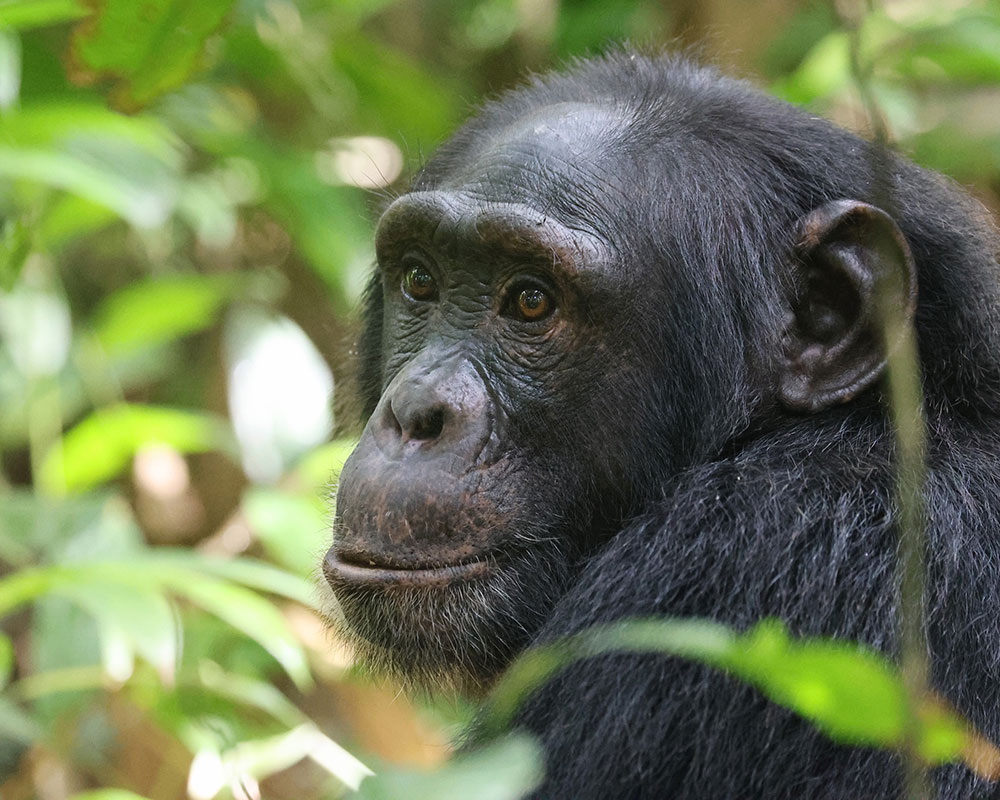 8 Days Ultimate Chimpanzee Tracking