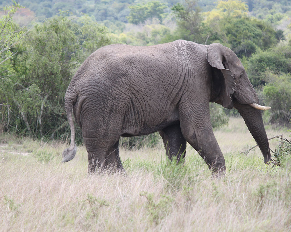 6 Days Discover Rwanda & Uganda Uniqueness