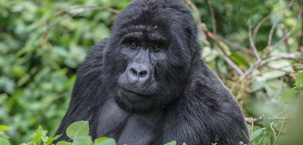 Gorilla Trekking