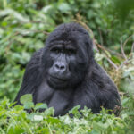 Gorilla Trekking