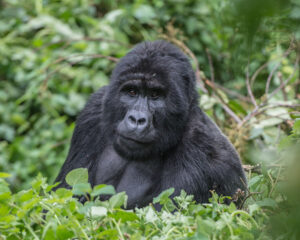 Gorilla Trekking
