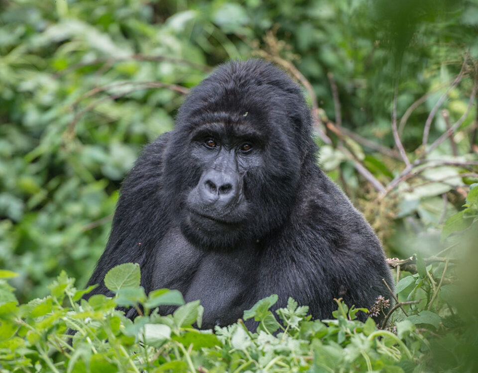Gorilla Trekking