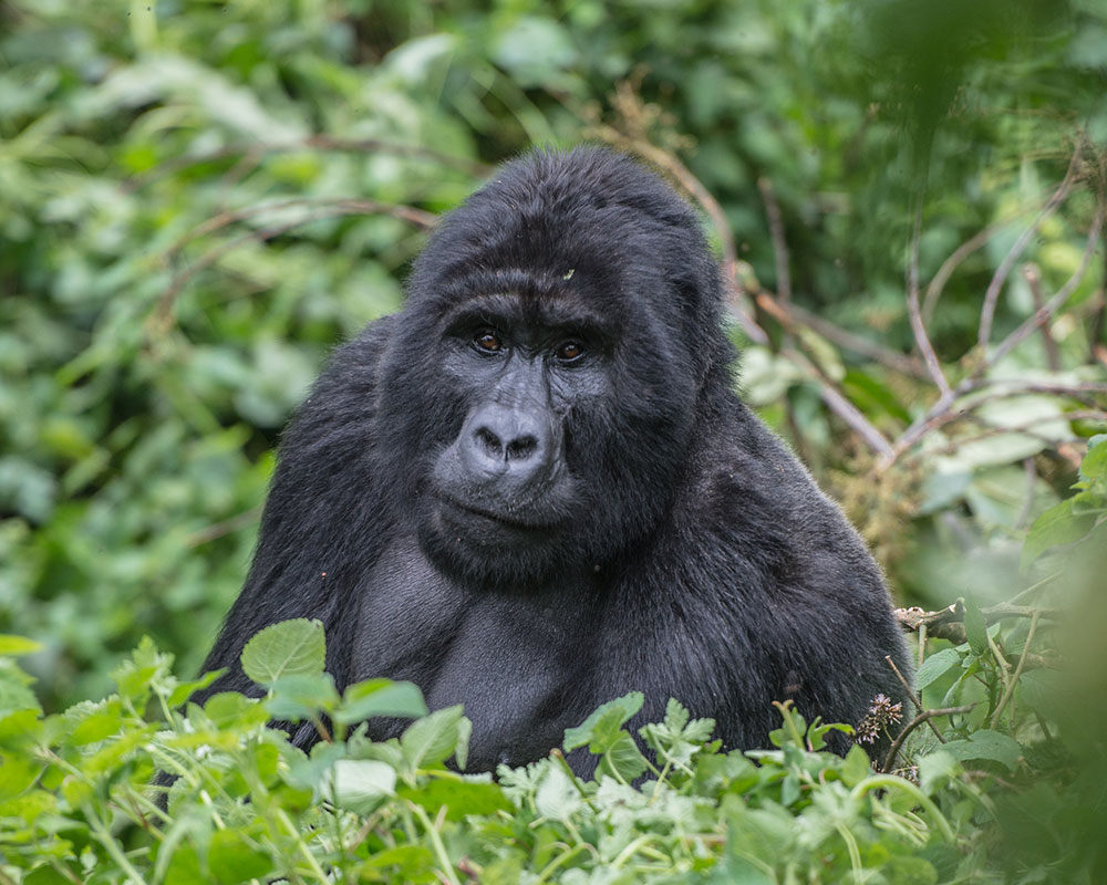 6 Days Gorilla Trekking Experience in Uganda