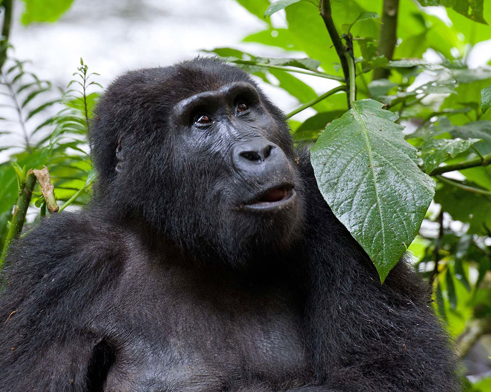 5 Days Gorilla and Wildlife Safari in Uganda