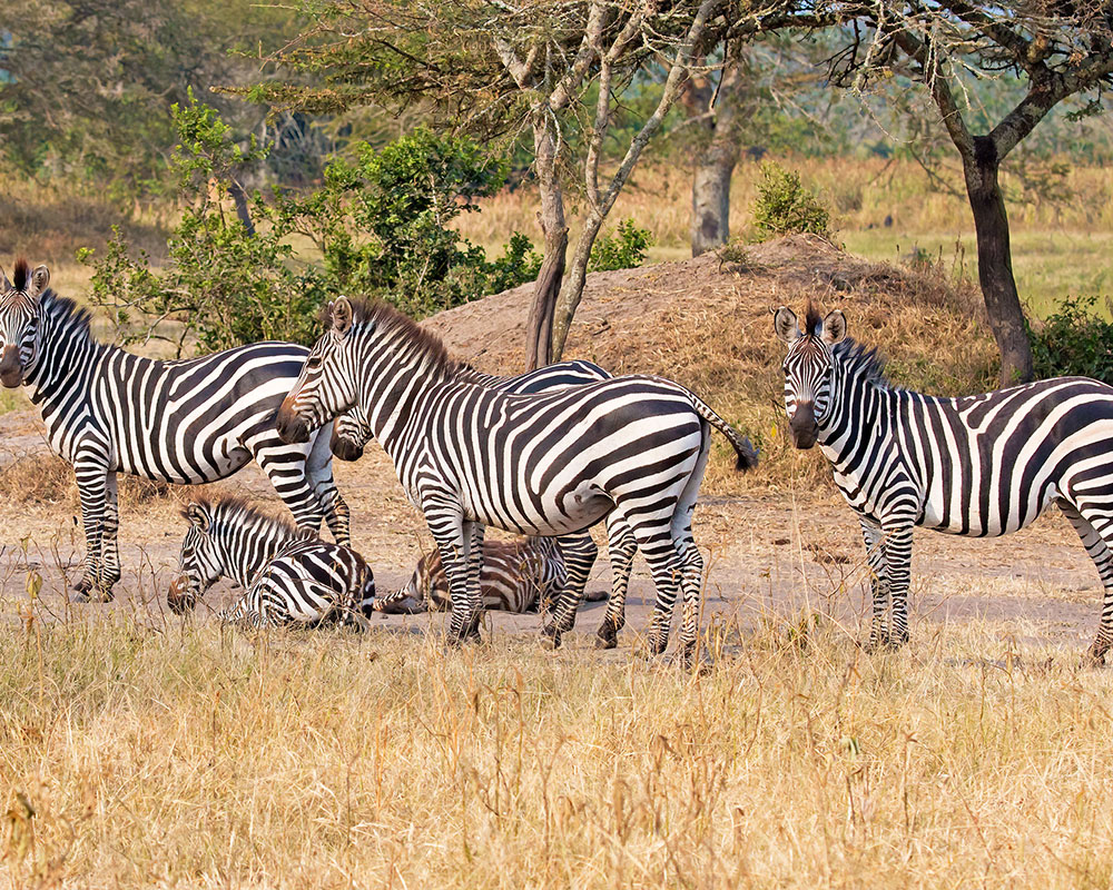 9 Days Wildlife Encounter to Kidepo Valley National Park
