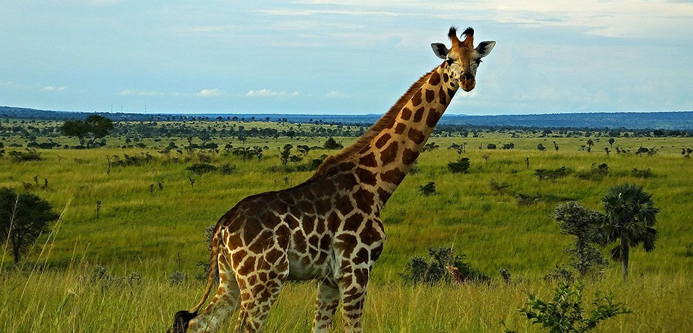 Murchison Falls