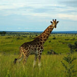Murchison Falls