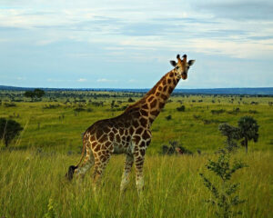 Murchison Falls