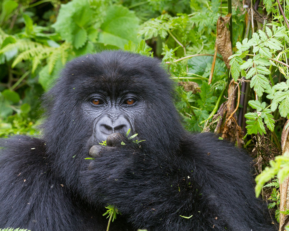 11 Days Wildlife, Gorilla & Chimpanzee Tracking Safari-Uganda
