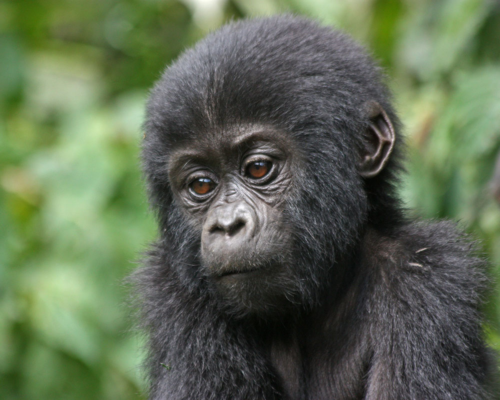 4 Days Bwindi Gorillas & Mount Bisoke Hike