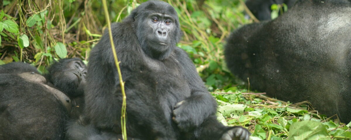 HOW DO GORILLA MATING ? (SATELLITE ADVENTURES)