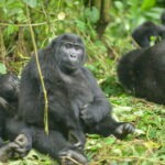 HOW DO GORILLA MATING ? (SATELLITE ADVENTURES)
