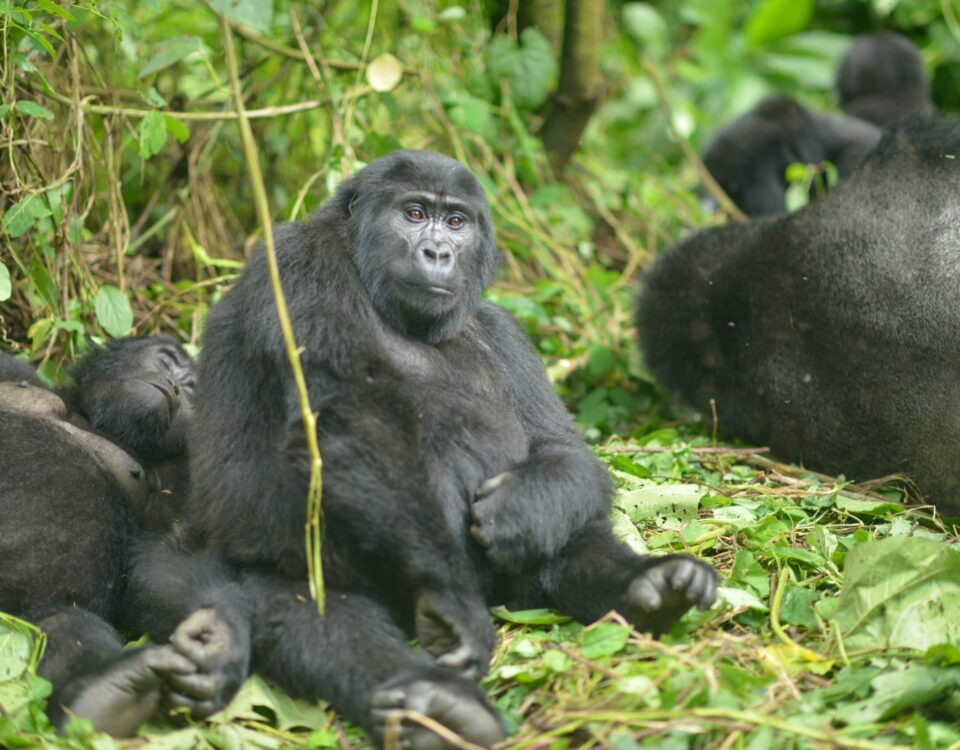 HOW DO GORILLA MATING ? (SATELLITE ADVENTURES)