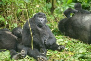 Best Gorilla Trekking Tours in Rwanda
