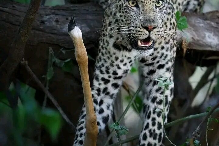 Big cats can be seen in Uganda