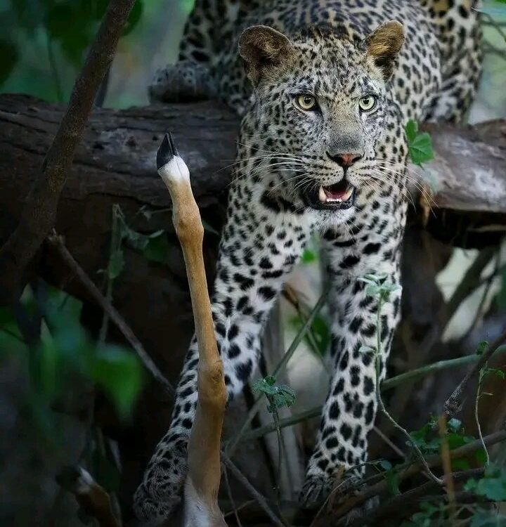 Big cats can be seen in Uganda