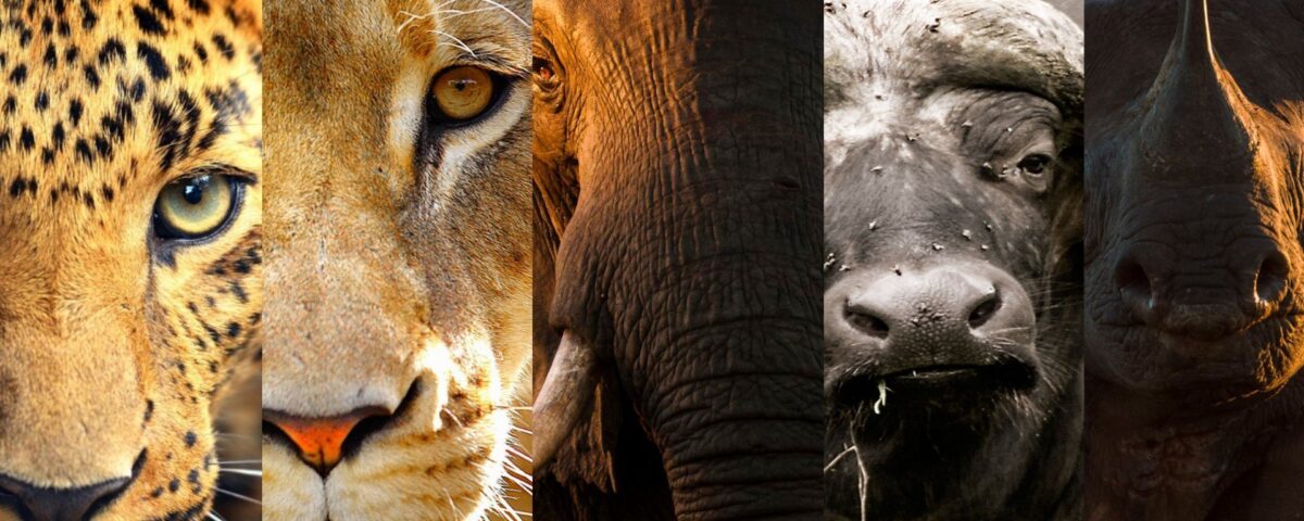 Where to see the big five in Uganda