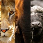 Where to see the big five in Uganda