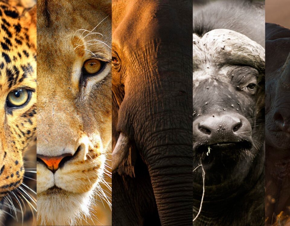 Where to see the big five in Uganda