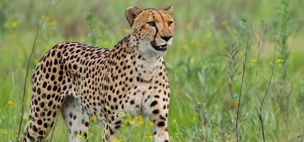 Big cats can be seen in Uganda