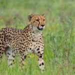 Big cats can be seen in Uganda
