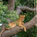 Explore Uganda on Safari with a French-Speaking Guide