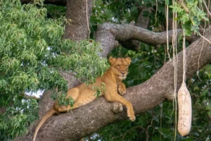 Explore Uganda on Safari with a French-Speaking Guide