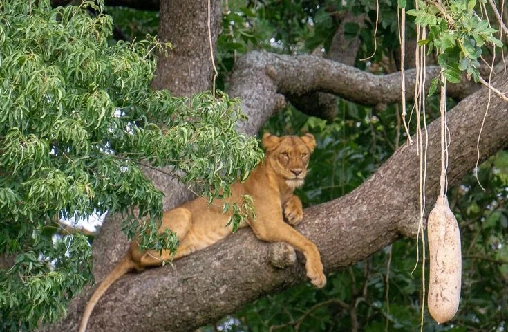 Explore Uganda on Safari with a French-Speaking Guide