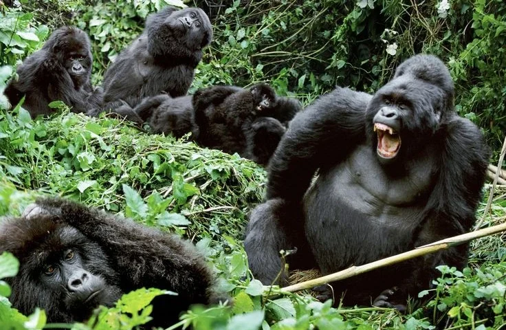 Explore Uganda and Rwanda with Linguistic Guides