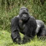 3 days Uganda Gorilla Trekking Safari