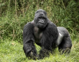 3 days Uganda Gorilla Trekking Safari