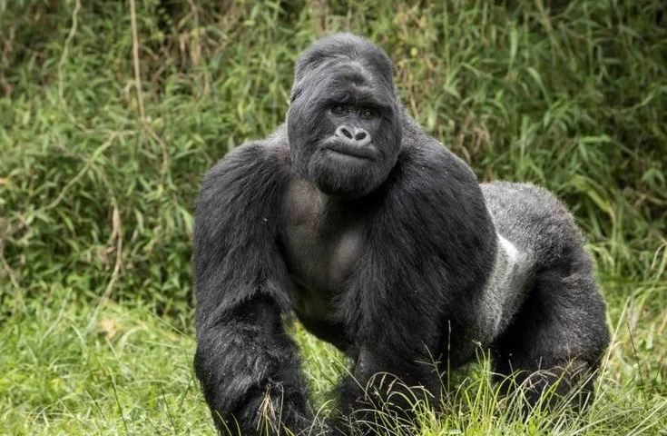 3 days Uganda Gorilla Trekking Safari